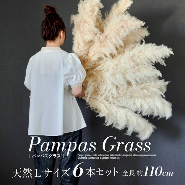 Pampas Grass(パンパスグラス) 110cm 6本セット