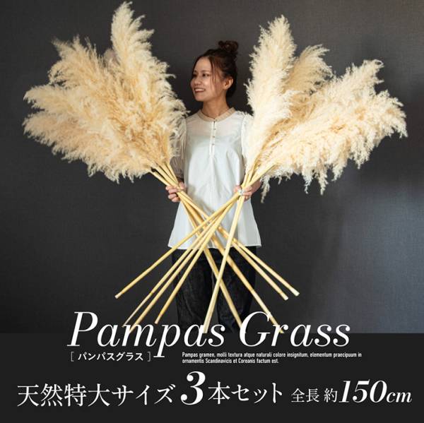 Pampas Grass(パンパスグラス) 特大サイズ 150cm 3本セット