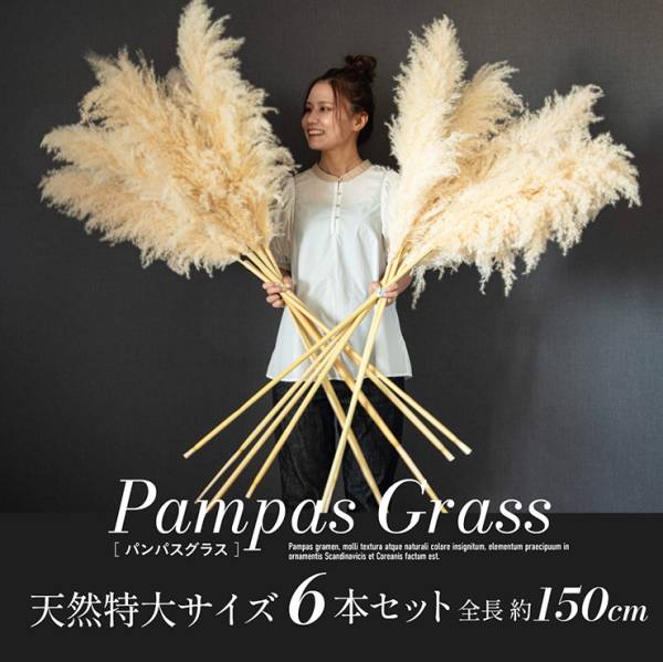 Pampas Grass(パンパスグラス) 特大サイズ 150cm 6本セット