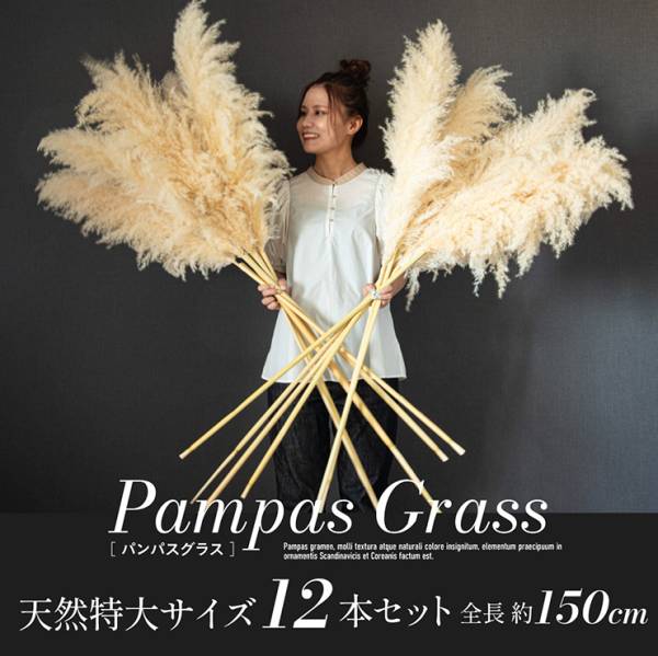 Pampas Grass(パンパスグラス) 特大サイズ 150cm 12本セット