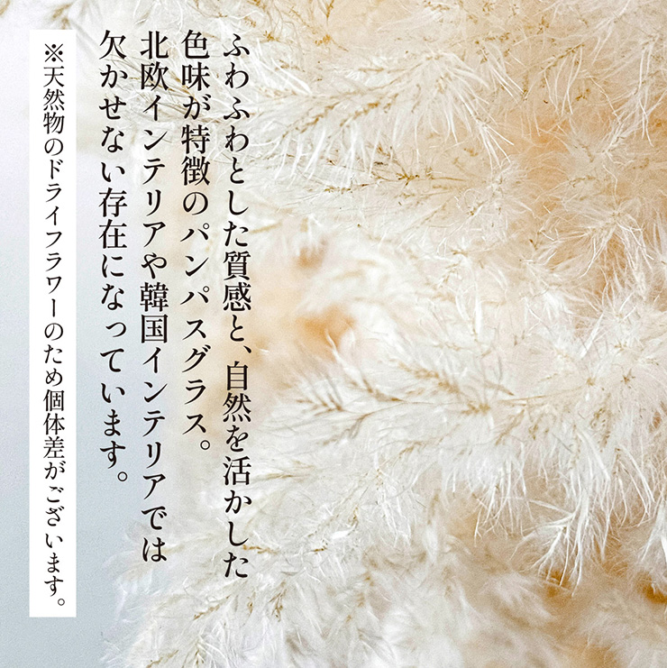 Pampas Grass(パンパスグラス) 110cm 3本セットの通販情報 - 家具通販のわくわくランド 本店